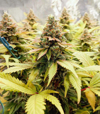 Семена сорта Original Clon fem (Blimburn Seeds)