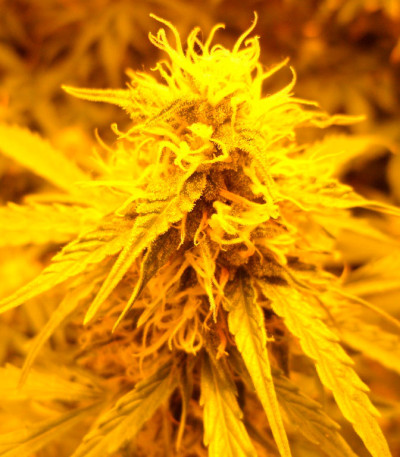 Семена сорта Super Skunk Auto Fem (Vision Seeds)