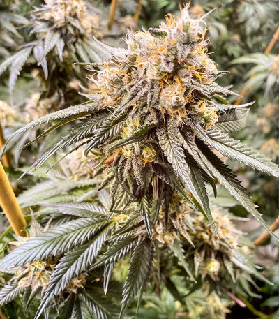 Семена сорта Apple Fritter Fast Version fem (7CH American)