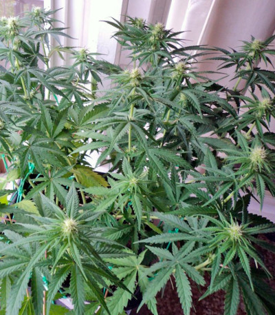 Семена сорта Big Foot fem (Sweet Seeds)