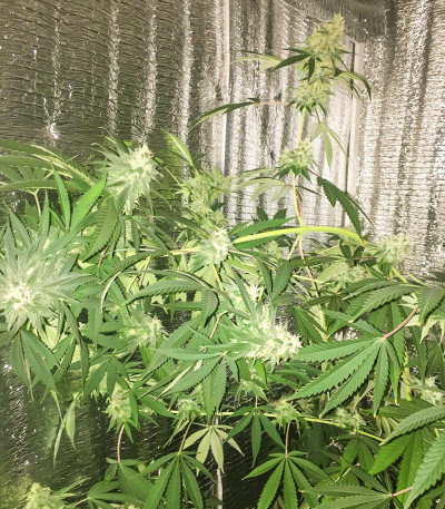 Семена сорта Dos-Vi-Dos fem (Семяныч)