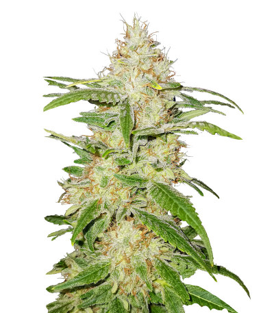 Семена сорта TnT Trichome fem (Dutch Passion)