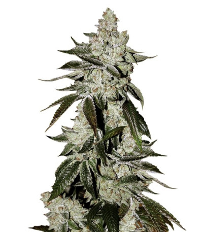Семена сорта Cookies auto fem (FastBuds)