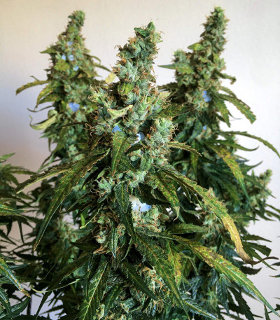 Семена сорта Gelato Auto fem (FastBuds)