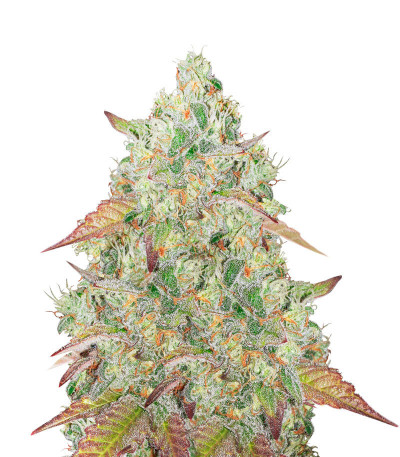 Микс семян конопли Heavy Kickers Mix fem (Herbies Seeds)