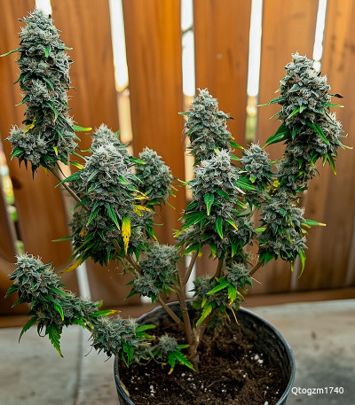 Семена сорта Super Lemon Haze Auto (Семяныч)