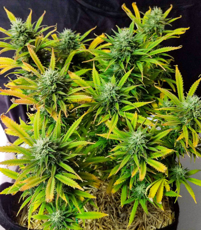 Семена сорта Sugar Black Rose Early Version fem (Delicious Seeds)