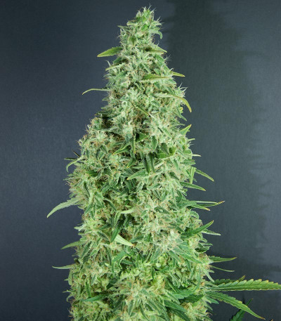 Семена сорта Incredible Bulk Auto fem (Dr. Krippling Seeds)