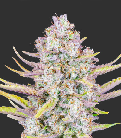 Семена сорта Purple Punch Auto fem (FastBuds)