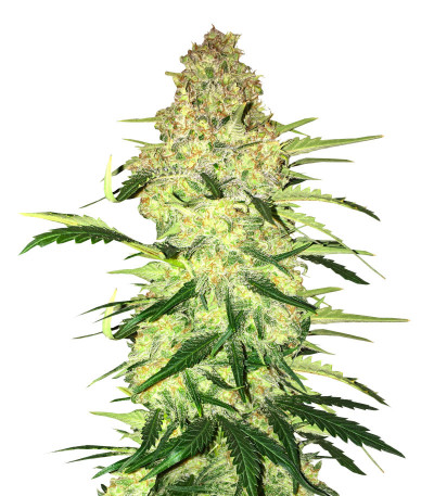 Семена сорта Ninja Zkittles fem (Dr. Krippling Seeds)