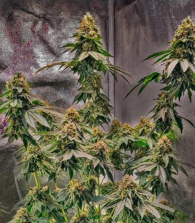 Семена сорта 50 Dragons fem (UKHTA)