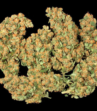 Семена сорта Ak 47 fem (Семяныч)