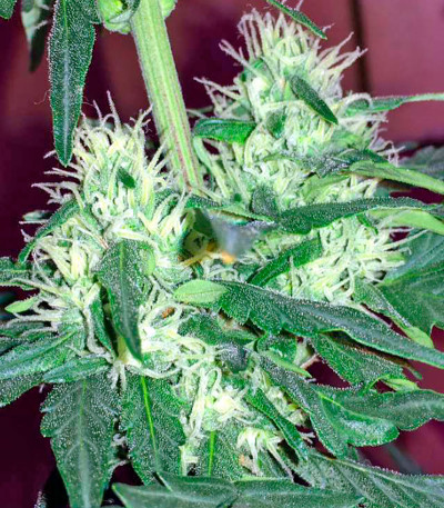 Семена сорта Critical + Autoflowering fem (Dinafem Seeds)