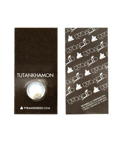 Семена сорта Tutankhamon fem (Pyramid Seeds)