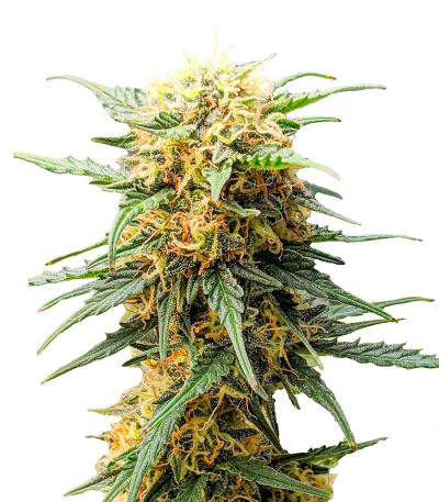 Семена сорта Auto Fire DOG fem (Advanced Seeds)