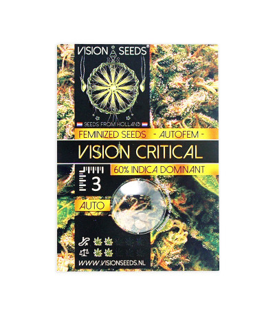 Семена сорта Vision Critical Auto Fem (Vision Seeds)
