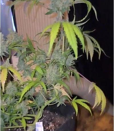 Семена сорта Medusa F1 Auto fem (RQS)