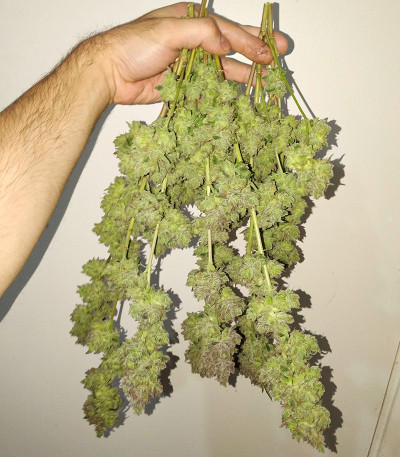 Семена сорта Gorilla Fast Version fem (Семяныч)