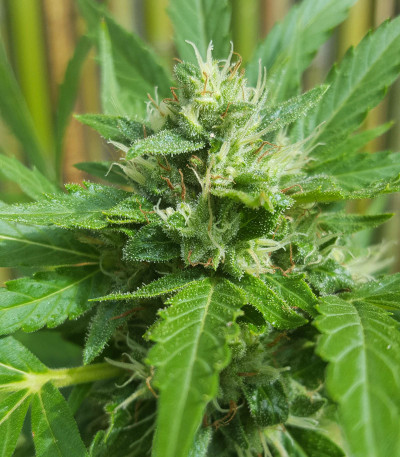 Семена сорта Auto Daiquiri Lime fem (Dutch Passion)