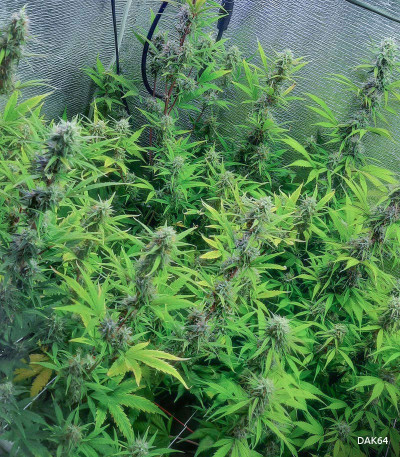 Семена сорта Gorilla fem (Семяныч)