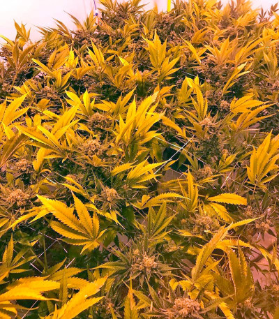 Семена сорта Pineapple Skunk fem (Humboldt Seeds)