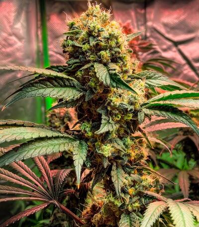 Семена сорта Señor Piña v.2 fem (UKHTA)