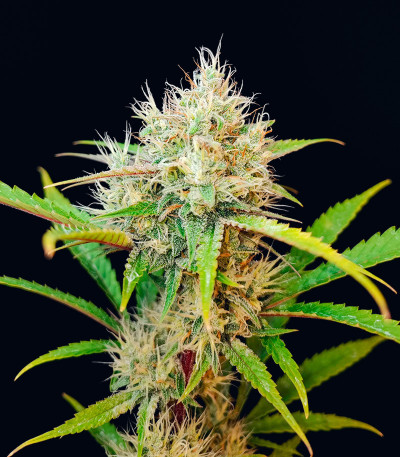 Семена сорта Guava Auto fem (FastBuds)