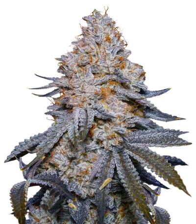 Семена сорта Turbo fem (UKHTA)