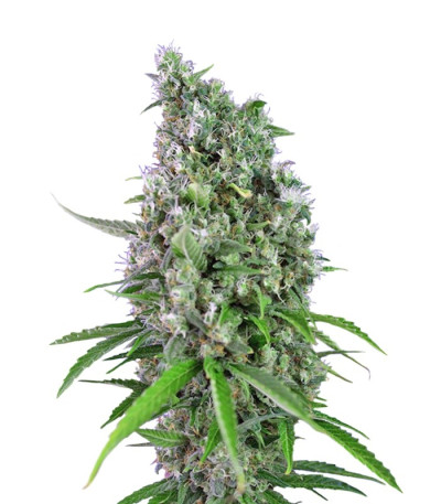Семена сорта Sweet Trainwreck Auto fem (Sweet Seeds)