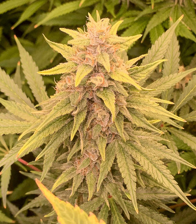 Семена сорта Tashkenti Auto fem (Семяныч)