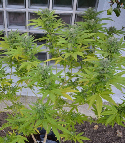 Семена сорта Critical fem (Royal Queen Seeds)