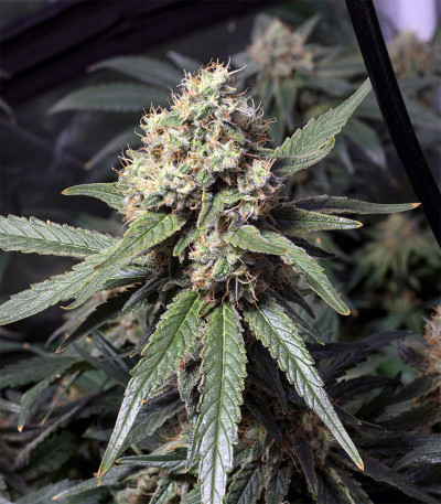 Семена сорта Sweet ZZ fem (RQS)