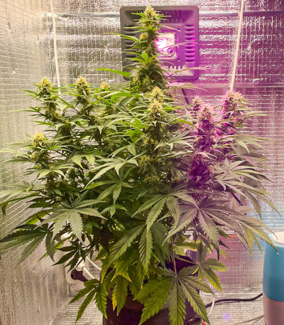 Семена сорта Big Satana Auto fem (Семяныч)