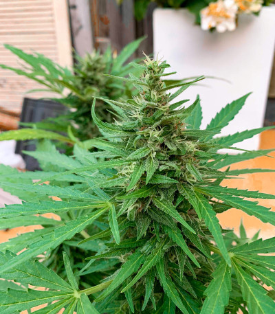 Семена сорта Critical Neville Haze Auto fem (Delicious Seeds)