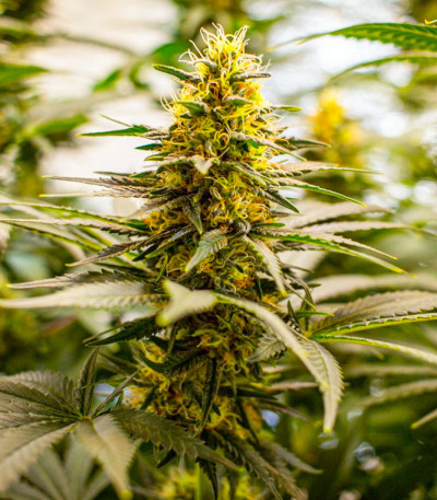 Семена сорта Black Widow fem (Семяныч)