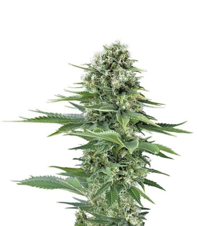 Семена сорта Power Flower fem (Royal Queen Seeds)