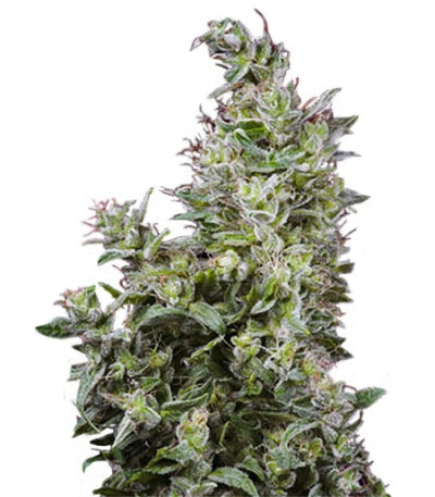 Семена сорта White Magic fem