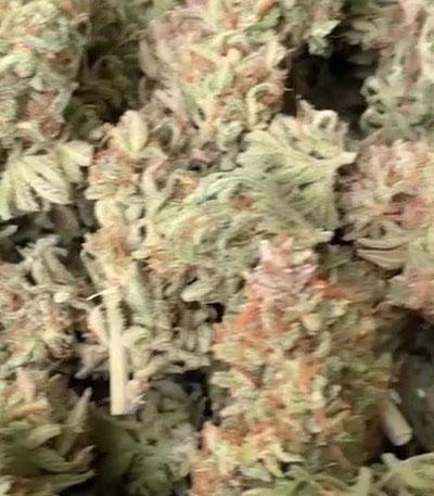 Семена сорта Amnesia Zkittlez Auto fem (FastBuds)