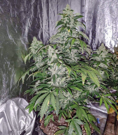 Семена сорта Auto Lemon Kix fem (Dutch Passion)