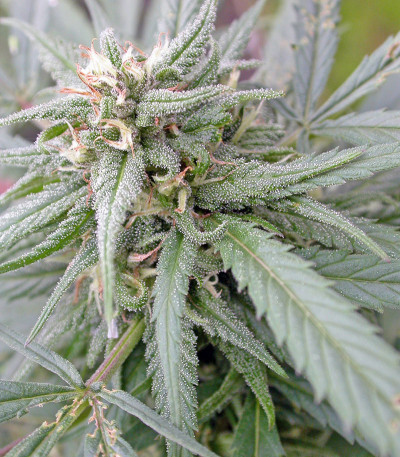 Семена сорта Biddy Early fem (Serious Seeds)