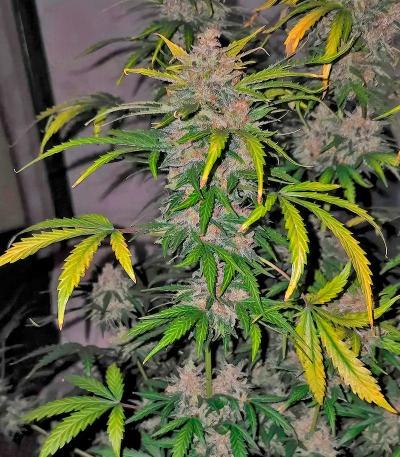 Семена сорта Grand Gorilla Purple Auto fem (Семяныч)