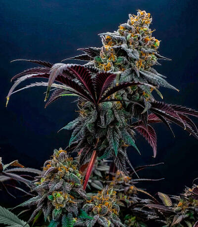 Семена сорта Lemon Cherry Runtz fem (FastBuds)