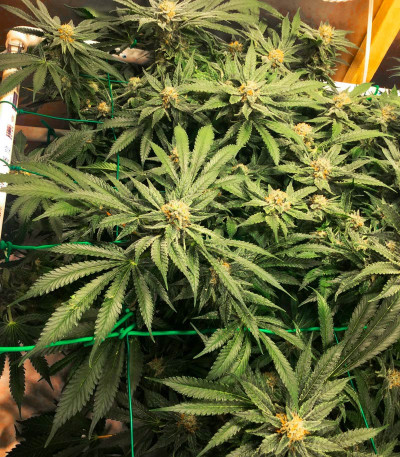 Семена сорта Sugar Candy fem (Delicious Seeds)