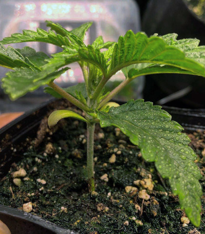 Семена сорта Tropicanna Banana fem (Barney's Farm)