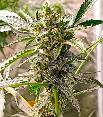 Семена конопли сорта Zoap от 7CH American