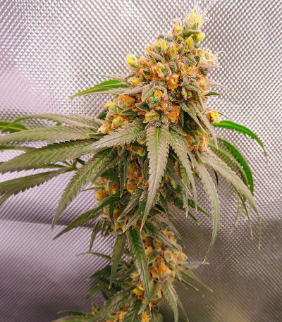 Семена сорта Alpha 21 fem (AlphaFem Seeds)