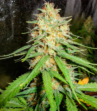 Семена сорта Critical XXL fem (Herbies Seeds)