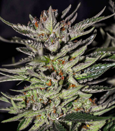 Семена сорта Blackberry Moonrocks fem (AlphaFem Seeds)