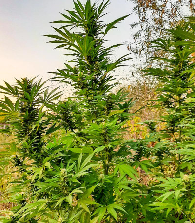 Семена сорта Eleven Roses fem (Delicious Seeds)