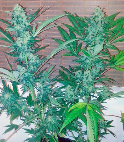 Семена сорта Exodus Cheese fem (Green House Seeds)